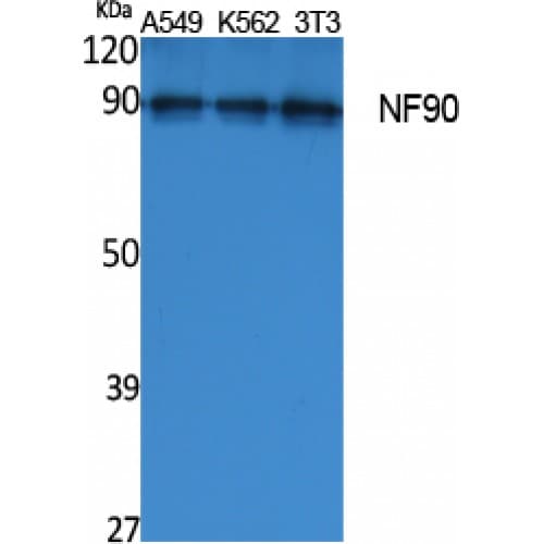 NF90 / ILF3 Antibody (Internal)