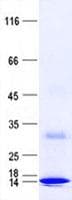 Human SUMO4 Protein (Recombinant His, N-Terminal)