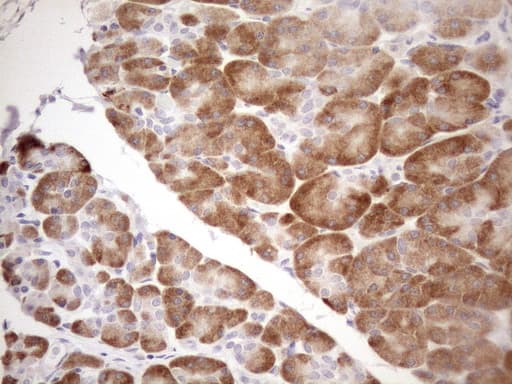 Monoclonal Mouse anti-Human KCTD9 Antibody (clone OTI1B9, aa1-223, IHC, WB)