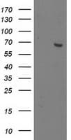 OGFOD1 Antibody (clone OTI1D9)