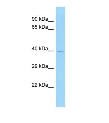 HNF4G / HNF4 Gamma Antibody (aa91-140)