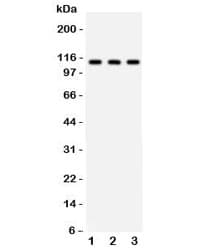 ATP1A1 Antibody