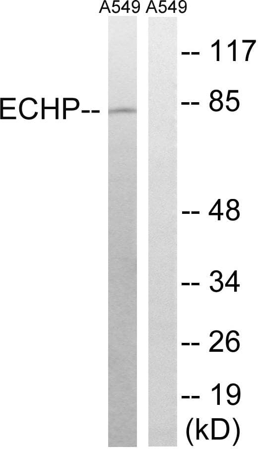 EHHADH / Enoyl-Coa Hydratase Antibody