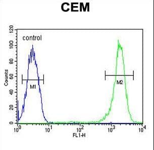 Polyclonal Rabbit anti-Human CASP3 / Caspase 3 Antibody (aa149-179, IHC, WB)