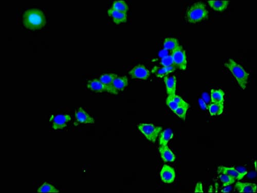 Polyclonal Rabbit anti-Human SLCO3A1 Antibody (IHC, IF)