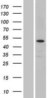 PPP2R2C Protein (Over-Expression Lysate Myc-DDK (Flag))