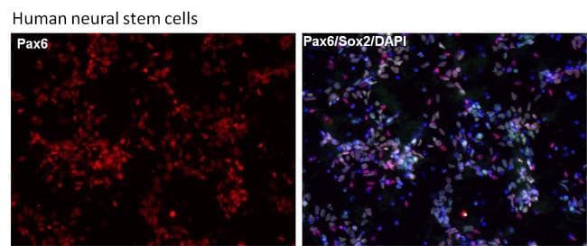 Polyclonal Goat Anti-Rabbit IgG Secondary Antibody (DY594, IHC, IF, WB)