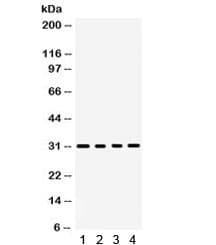 BAFF / TNFSF13B Antibody