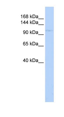 ZBTB11 Antibody (N-Terminus)