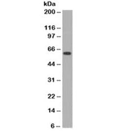 MYC / c-Myc Antibody (C-Terminus, clone MVH39-1)