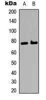 ETK / BMX Antibody (C-Terminus)