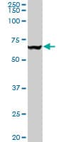 IHC-plus™ VCP Antibody (clone 4A8)