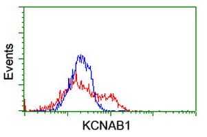 KCNAB1 Antibody (clone OTI3G3)