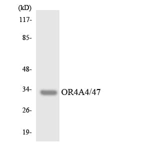 OR4A4 + OR4A47 Antibody