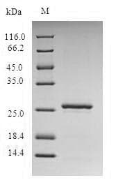Staphylococcus aureus esxA / ESAT6 Protein (Recombinant 6His-SUMO, N-terminus)