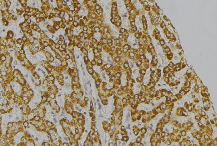 CIDEB Antibody