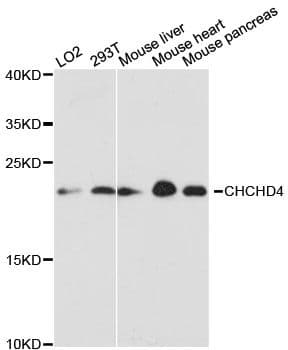 MIA40 / CHCHD4 Antibody