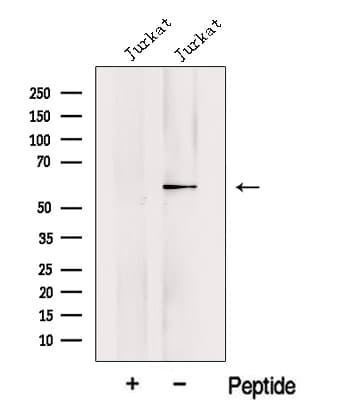 KPNA5 Antibody
