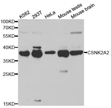 CSNK2A2 Antibody