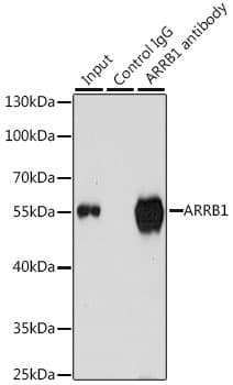 Polyclonal Rabbit anti-Human ARRB1 / Beta Arrestin 1 Antibody (IHC, IF, WB)