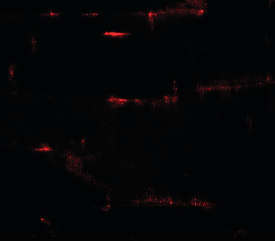 IHC-plus™ PRC1 Antibody
