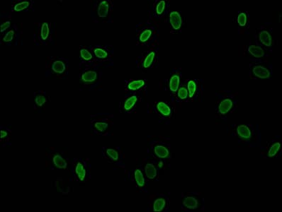 H2AFZ / H2A.z Antibody