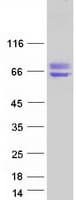 Human BAG3 / BAG-3 Protein (Recombinant Myc-DDK (Flag))