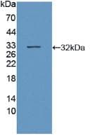SIRT3 / Sirtuin 3 Antibody (aa126-382)