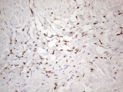 SNRPB2 Antibody (clone OTI2A5, Carrier-free)