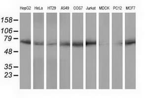 PPWD1 Antibody (clone OTI1G5)