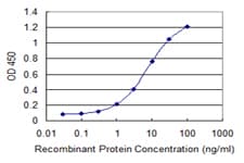 IHC-plus™ HEXIM1 Antibody (clone 2D12)