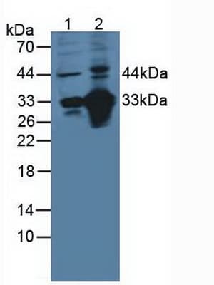 CD46 Antibody (aa147-285)