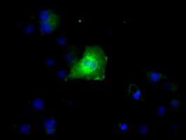 Monoclonal Mouse anti-Human RNF144B Antibody (clone OTI11G1, IF)