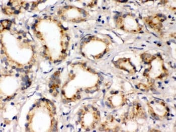 Polyclonal Rabbit anti-Human FXYD1 / Phospholemman Antibody (IHC, WB)
