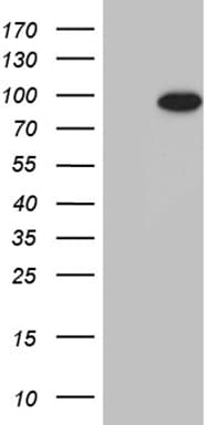 ZNF264 Antibody (clone OTI10D12)