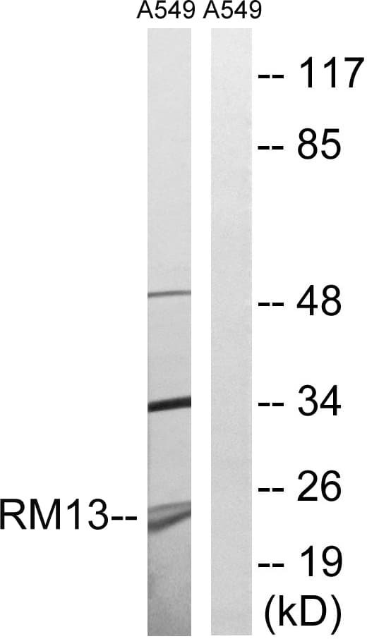 IHC-plus™ MRPL13 Antibody (aa121-170)