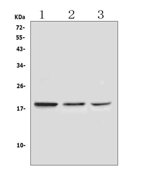 RNASE3 Antibody
