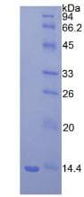 Mouse B2M / Beta 2 Microglobulin Protein (Recombinant His, N-Terminal)