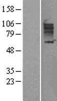 SLC26A3 / DRA Protein (Over-Expression Lysate Myc-DDK (Flag))