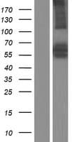 ARHGEF3 / XPLN Protein (Over-Expression Lysate Myc-DDK (Flag))