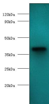 VP3 / Apoptin Antibody