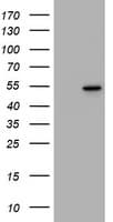 Vimentin Antibody (clone OTI7B8)