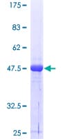 Human RALB Protein (Recombinant GST)