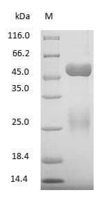 Bovine IgG Protein (Native)