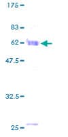 Human MORF4L1 / MRG15 Protein (Recombinant GST)