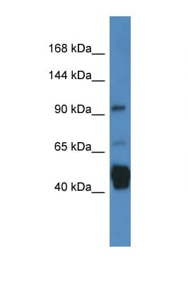 JAKMIP2 Antibody (C-Terminus)