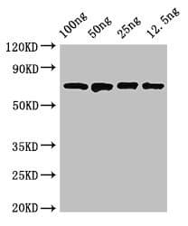 dnaK Antibody