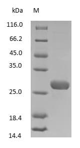 Rabbit IgG Fab Protein (Native)