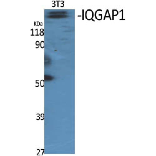 IQGAP1 Antibody (220-300 aa, N-terminal)
