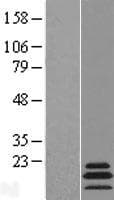 MRPL54 Protein (Over-Expression Lysate Myc-DDK (Flag))